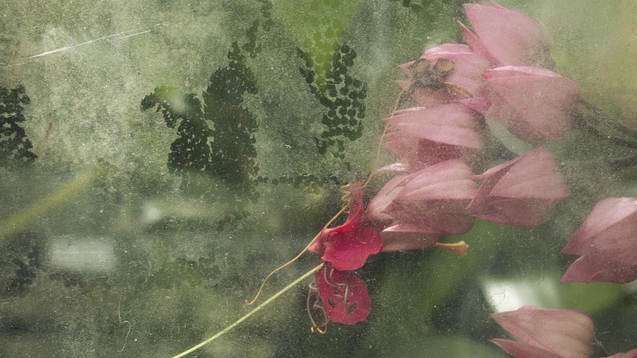 Ombres et reflets botaniques, de Marianne Grooteclaes